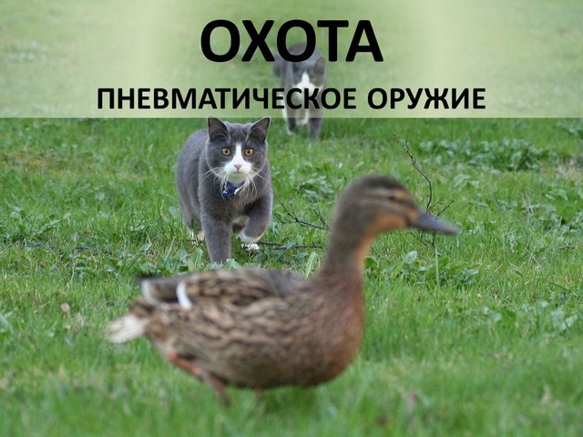 пневматическое охотничье оружие